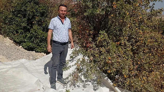 Şifa deposu alıçta hasat devam ediyor