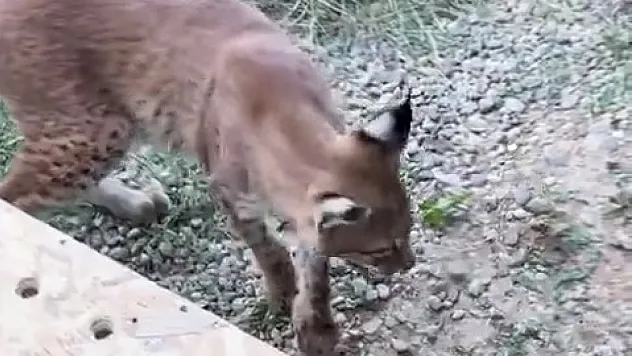 Sınır kapısında kaçak yaban hayvanı operasyonu