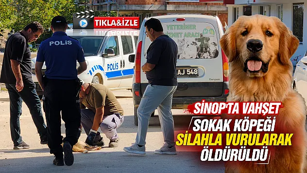 Sinop'ta Kan Donduran Vahşet: Sokak Köpeğini Katlettiler!