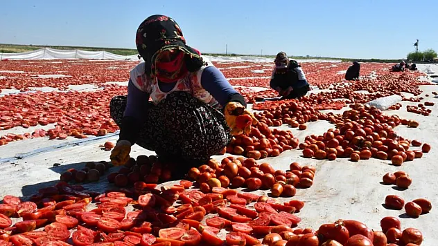Siverek'in Güneşte Kurutulan Altınları