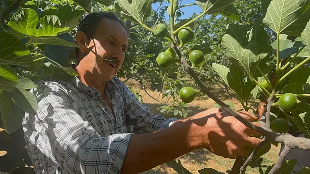 Siyah incirin yolculuğu başladı: Önce ilek, sonra hasat
