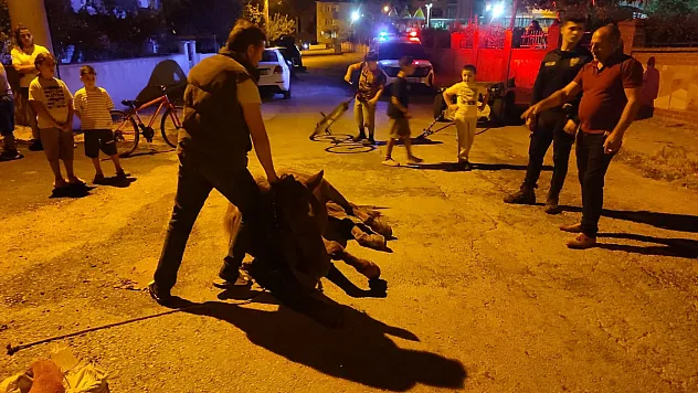 Sokak ortasında ata şiddet uygulayan iki kişi yakalandı