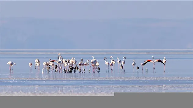 Sondaj destekli kanal, flamingolara can suyu