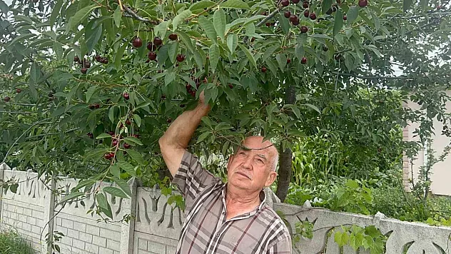 Stokları azlığı vişneyi etkiledi