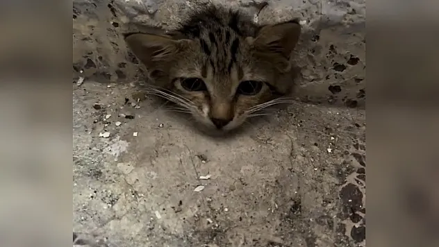 Su borusuna sıkışan kedi kurtarıldı