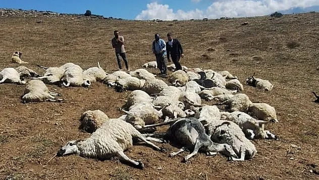 Sürüye yıldırım düştü: 58 koyun telef oldu