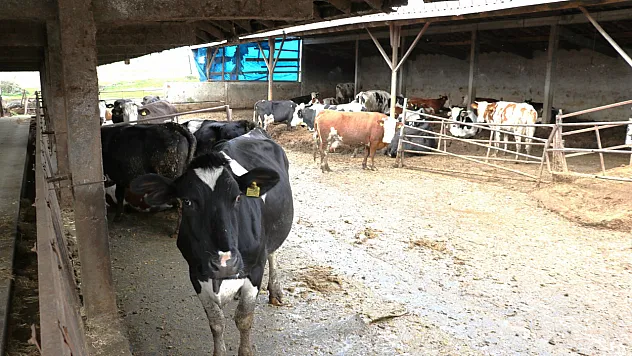 Süt hayvancılığı için yeni hedef: Tüm işletmeler ari olacak