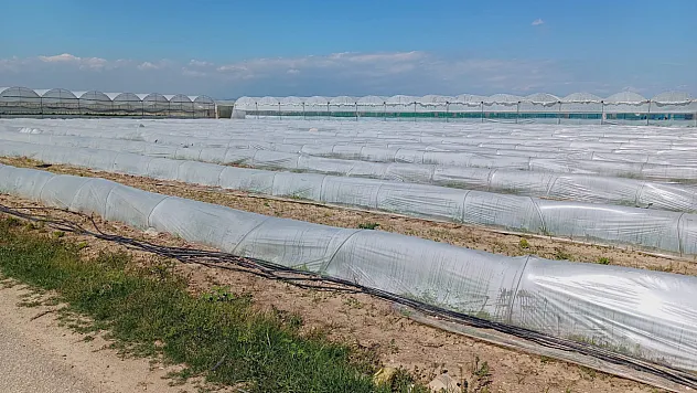 Tarım ve Orman Bakanlığı'ndan 'Tarlada kalan ürün' haberlerine yalanlama