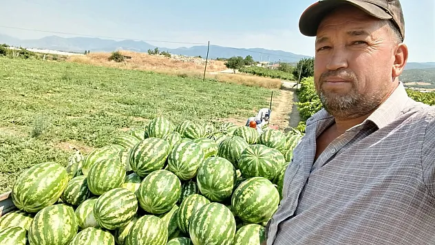 Tarlada düşük fiyatı kabul etmedi, karpuzunu traktörüyle pazara taşıdı