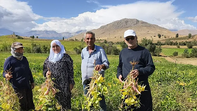 Tarladan sofraya: Tufanbeyli fasulyesinde hasat başladı