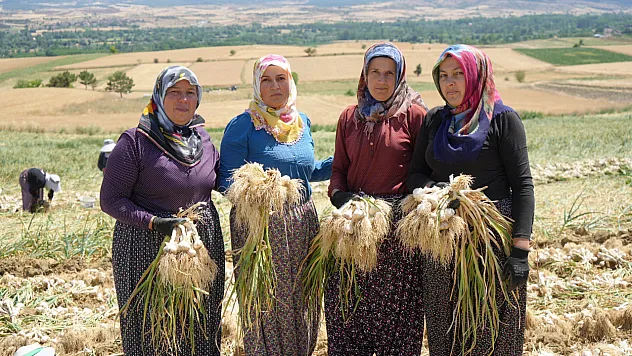 Taşköprü'nün altın mesaisi: Dünyaca ünlü sarımsağı kadınlar hasat ediyor