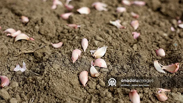 taşköprü sarımsağında dikim sezonu başladı