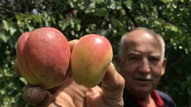 Tazesi 100 kurusu bin lira