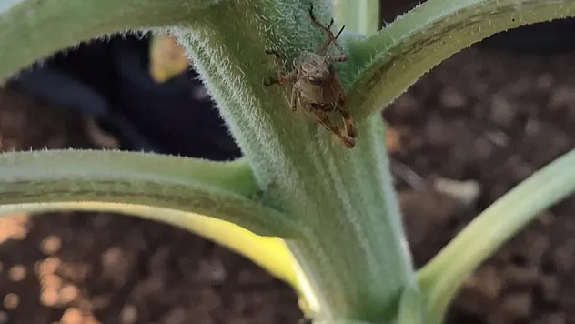 Tekirdağ'da ayçiçeği tarlaları çekirge istilasına uğruyor