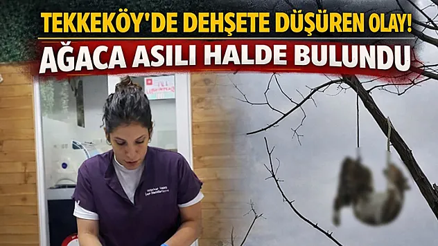Tekkeköy'de dehşete düşüren olay! Ağaca asılı halde bulundu