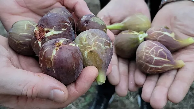 Tekkeköy'ün mor mirası: Asfaltın kıyısında bir lezzet direnişi