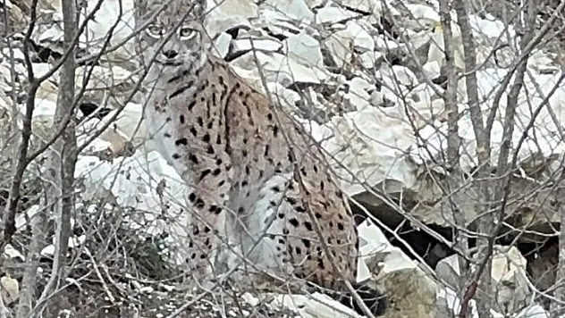 Erzurum'da nesli koruma altındaki vaşak görüntülendi