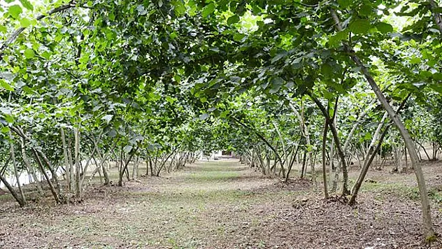 Terme'de fındık budama kursu açılıyor