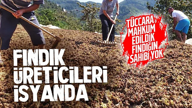 Terme'de Fındık üreticisi isyanda