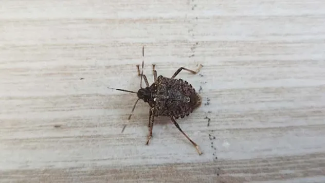 Terme'de kahverengi kokarcaya karşı üreticilere uyarı