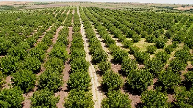 Terme'de orman haftası etkinliği gerçekleştirilecek