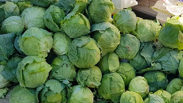 Tescil yolundaki Alucra keleminin hasadına başlandı