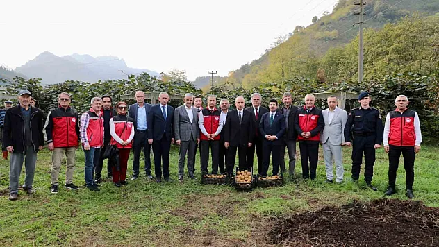 Tescilli Ordu kivisinde hasat başladı