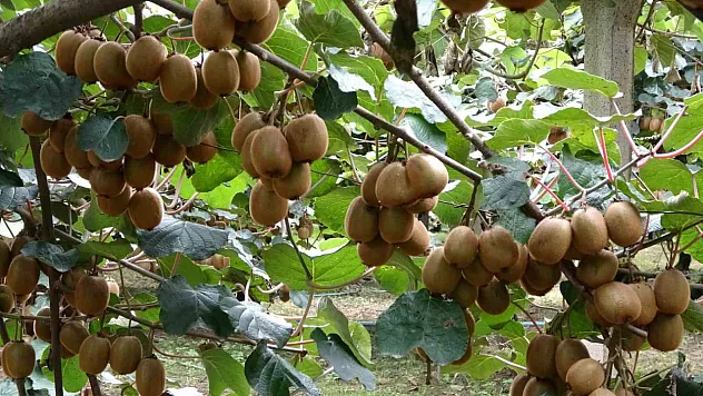 Tescilli Ordu kivisinde rekolte yarıya düştü