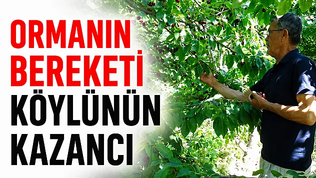 Tıbbi ve aromatik ürünler orman köylüsüne ek gelir sağlıyor