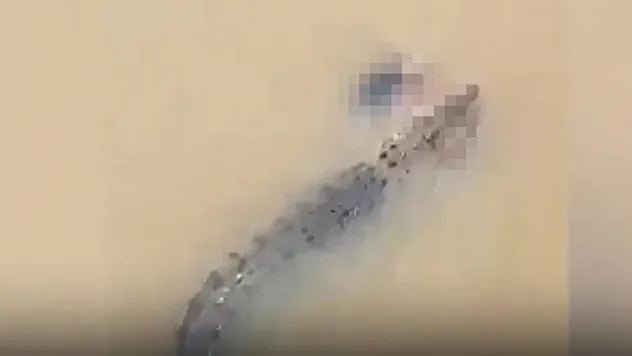 Timsah nehirde yıkanan kadını ölürdü