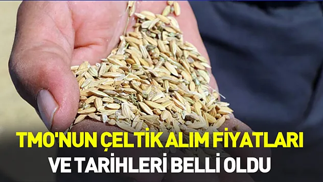 TMO'nun çeltik alım fiyatları ve tarihleri belli oldu