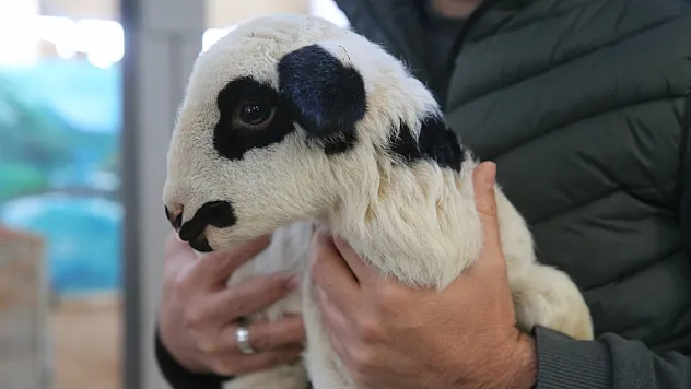TOGÜ, Karayaka Koyununu Bilimle Geleceğe Taşıyor