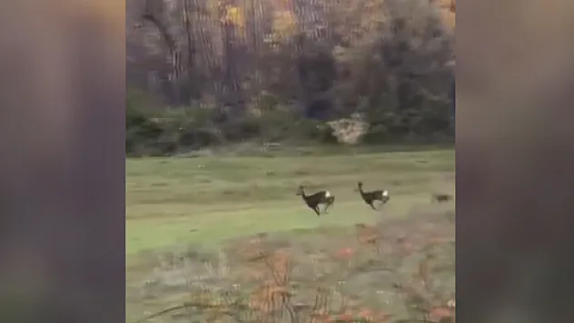 Tokat'ta karacalar cep telefonu kamerasıyla görüntülendi