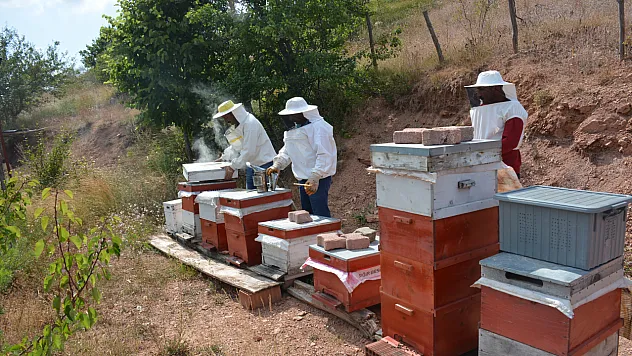 Tokat'ta yayla balı hasadı