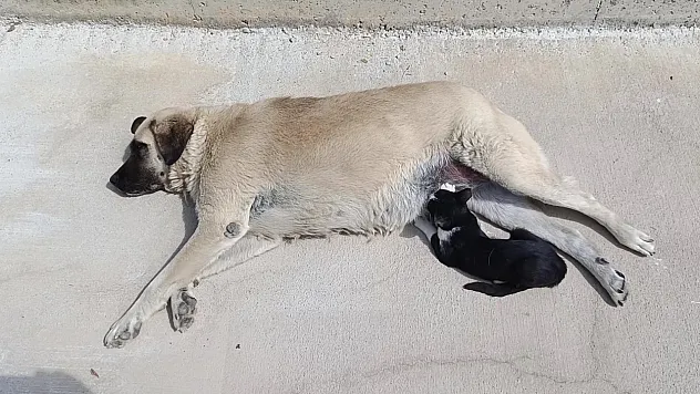 Tom ve Jerry'nin gerçek dostluğu
