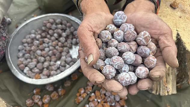 Topladıkları kozalakları şifa deposuna dönüştürüyorlar