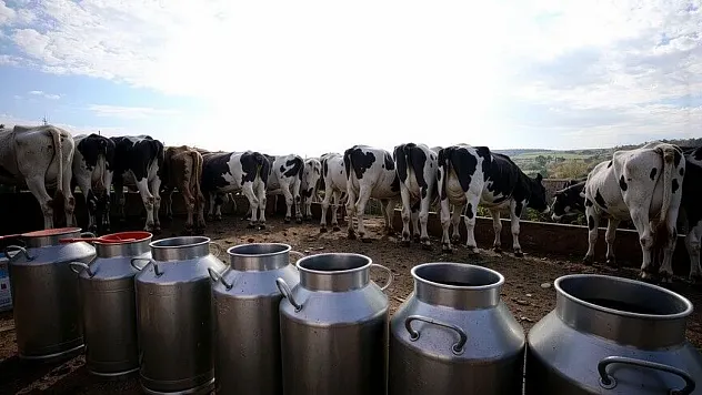 Toplanan inek sütü miktarı mayısta 1 milyon 22 bin tonu aştı