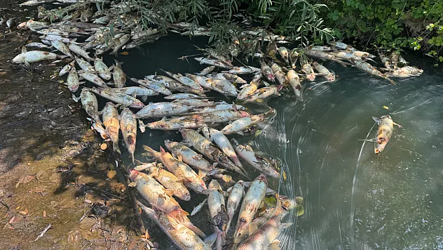 Toplu balık ölümlerine ilişkin inceleme