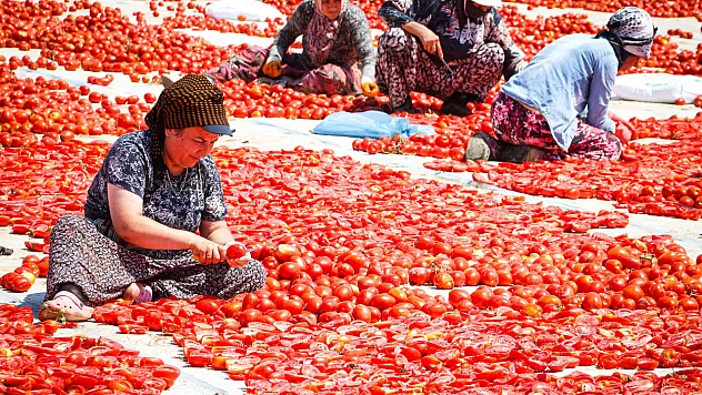 Torbalı'da 'Kırmızı Altın' mesaisi
