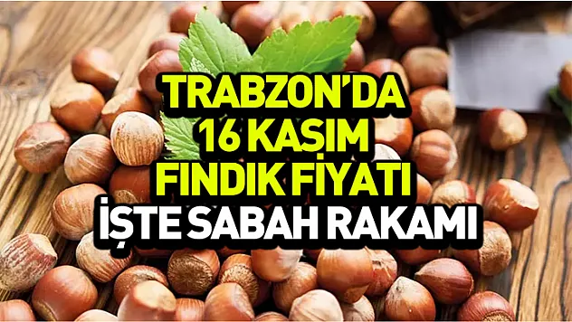 Trabzon'da 16 Kasım fındık fiyatı yeniden güncellendi: İşte sabah rakamı