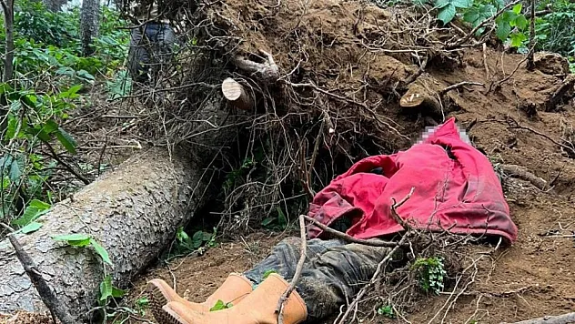 Trabzon'da Ağaç Kesimi Ölümle Bitti