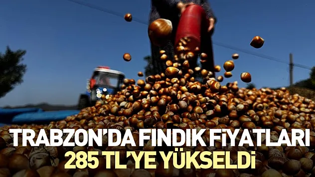 Trabzon'da Fındık Fiyatları 285 TL'ye Yükseldi
