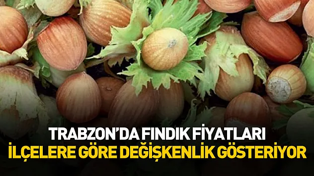Trabzon'da Fındık Fiyatları İlçelere Göre Değişkenlik Gösteriyor