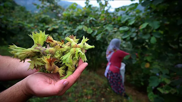 Trabzon'da fındık piyasasında son durum | Tombul 224 TL'yi gördü