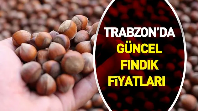 Trabzon'da Güncel Fındık Fiyatları