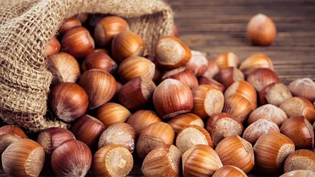 Trabzon Fındık Fiyatları İlçe İlçe Netleşti