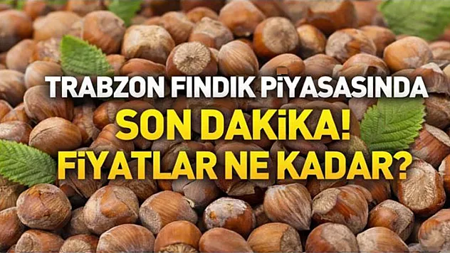 Trabzon Fındık Piyasasında Son Dakika! Fiyatlar Ne Kadar?