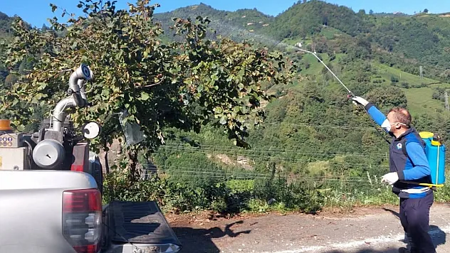 Trabzon ve Ordu'da kahverengi kokarcayla mücadele sürüyor