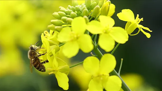 TÜBİTAK'tan Biyoçeşitlilik Restorasyonuna 160 Bin Euro Destek