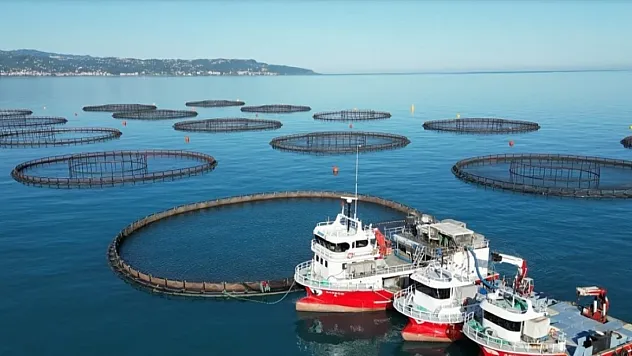Türk Somonu'nu Samsun başlattı Karadeniz'in tamamında üretiliyor